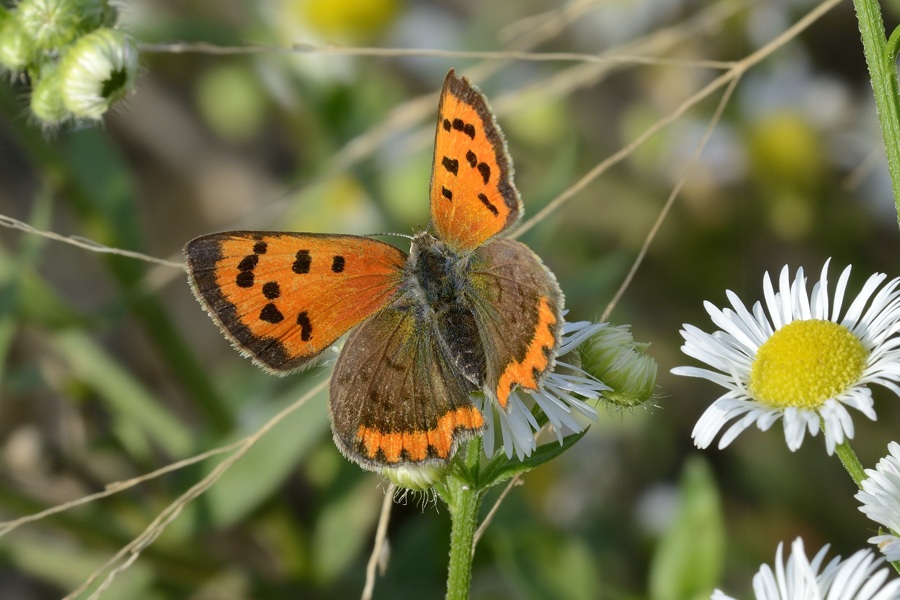 Conferma Lycaena phlaeas